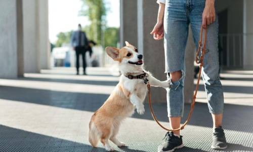 a dog on a leash